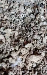کود کبوتر
