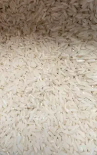 طارم هاشمی کشت امسال