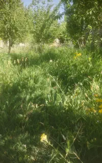 علف چین