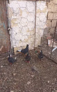 کفتر پلنگ دونه ای ۴۰۰