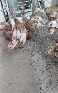۲۲ قطعه بوقلمون بوربون ۵ ماهه