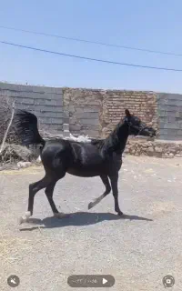 کره مادیان یک ساله