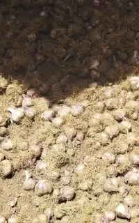 سیر قرمز خشک
