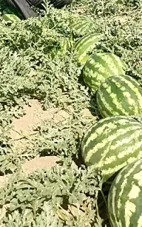 هندوانه