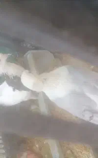 کبوتر