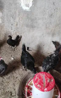 فروش تعدادی مرغ گلین کرچ.قپ