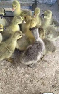 قوغاز