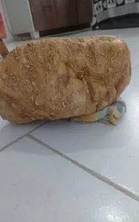 سنگ فسیل ۱۲۰ میلیون ساله