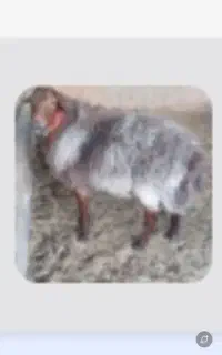 ۳۰ راس میش افشاری