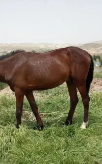 اسب خوشگل هیکل عربی