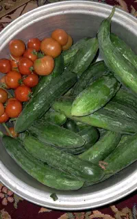 خیار.گوجه گیلاسی .گوجه محلی.گوجه بازاری