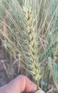 گندم ابی پیشگام