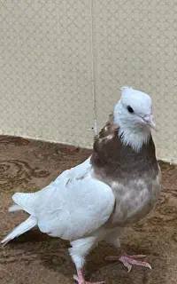 کبوتر