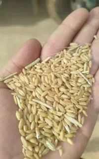 خرید نقدی گندم