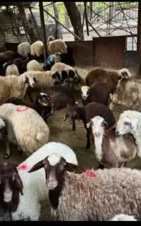 فول امکانات برای قربانی کردن گوسفند احشام تقلی