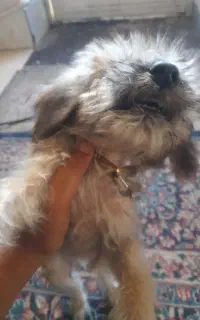 سگ پاه کوتا