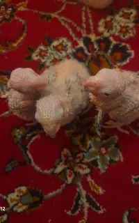 جوجه گرینچیک اکستریم رد