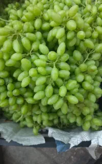 سلام غوره عسگری درجه یک