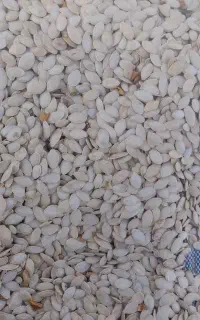 تخمه کدو اجیلی