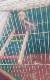 عروس هلندی
