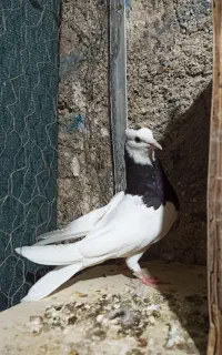 کبوتر طوقی