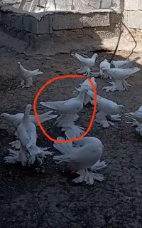 اوجا پاچا پارپاری
