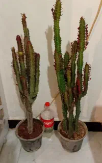 کلکسیونی