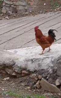 خروس