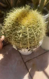 گل گیاه