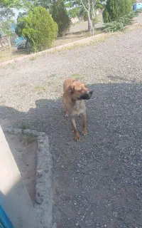 سگ گله نگهبان