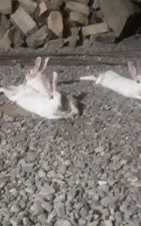 خرگوش