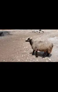 قوچ