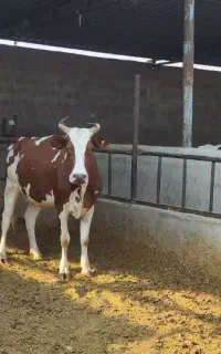 گاو هلشتاین