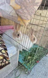 دوتاخرگوش نروماده جوان همراه باقفس چوبی بزرگ