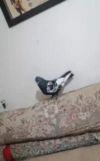 کفتر سینه