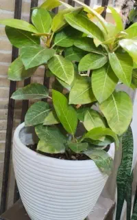 گل و گیاه چکی