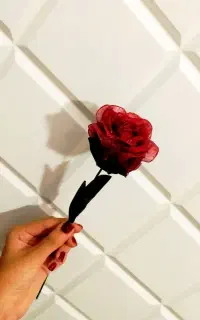 گل ربانی