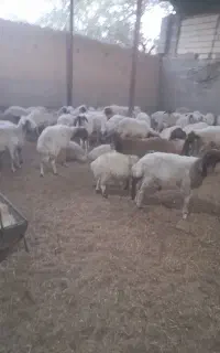 میش کشتاری