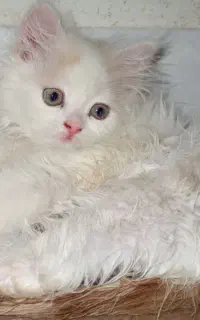 گربه پرشین