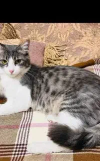 واگزاری گربه