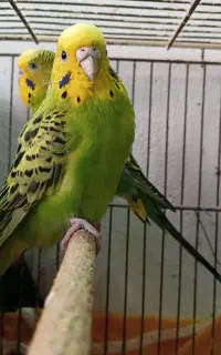 مرغ عشق