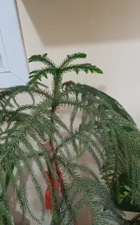 کاج مطبق خورموج