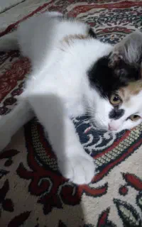 گربه خانگی