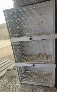 قفس