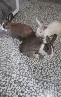 خرگوش