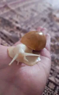 حلزون اچاتینا