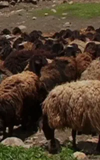 گوسفند برای قربانی