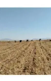 کارکشاورزی