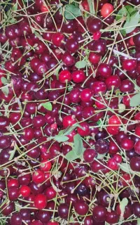 آلبالو قرمز و رسیده