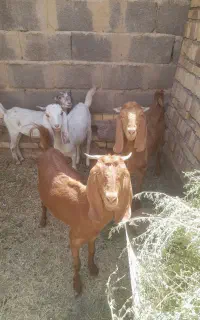 کره چاق از بز پاکستانی